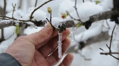 Sivas'ta Zirai Don Alarmı: Çiftçi Destek Bekliyor