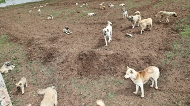 Sivas’ta 600 Sokak Hayvanı Yeni Yuvaya Kavuştu