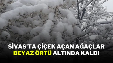Sivas’ta Çiçek Açan Ağaçlar Beyaz Örtü Altında Kaldı