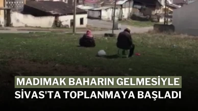 Madımak Baharın Gelmesiyle Sivas'ta Toplanmaya Başladı