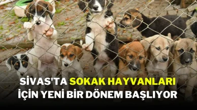 Sivas'ta Sokak Hayvanları İçin Yeni Bir Dönem Başlıyor