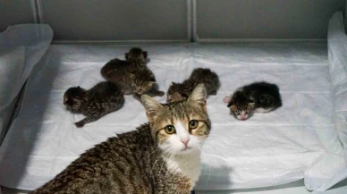 Sokak Kedisi, Veteriner Kliniğinde 5 Yavru Sahip Oldu