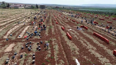 Tarladan Rusya’ya: Soğanda İhracat Zamanı