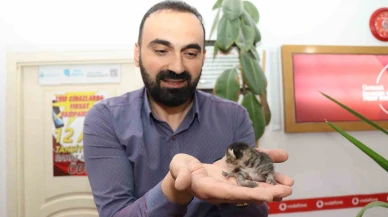 Çekmecede Doğan Yavruya “Çekmece” Adını Verdiler