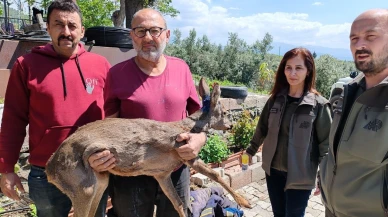 Zeytin Bahçesinde Yaralı Karaca Bulundu