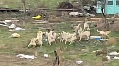 Sokak Köpekleri Endişe Yaratıyor
