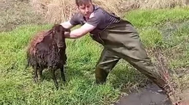 Bataklığa Saplanan Koyun İtfaiye ile Kurtarıldı