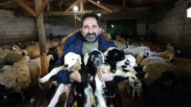 Oğlak ve Kuzular İçin Telaşlı Günler