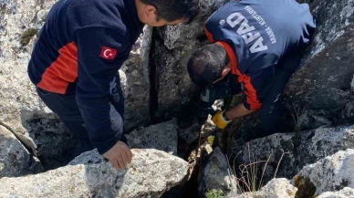 Kayalıklara Sıkışan Keçi, AFAD’ın Müdahalesiyle Kurtarıldı