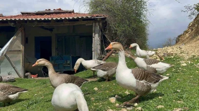 Kaz Yumurtası Çiftçilere Ek Gelir Sağlıyor