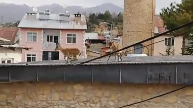 Dağ Keçileri Çatılarda Geziyor