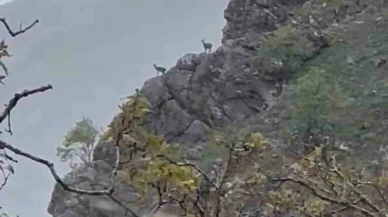Dağ Keçileri Yağmur Altında Görüntülendi