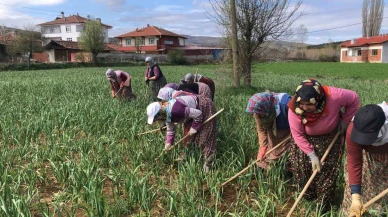Taşköprü Sarımsağında Çapalama Zamanı