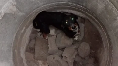 Kuyuya Düşen Köpek Doğaya Salındı