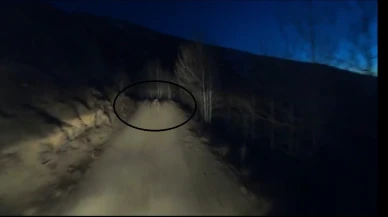 Motosiklet Sürerken Ayılarla Karşılaştı