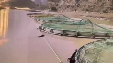Aç Ayı Gündüz Vakti Somon Çiftliğini Bastı
