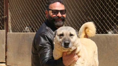 Mevsim Dengesizliği Kangal Köpeklerini Tehdit Ediyor