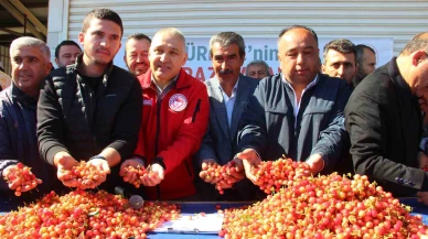 Kiraz Hasadı Başladı: İlk Kiraz 3 Bin 500 TL!