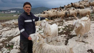 Kurt Saldırıları Çobanı Canından Bezdirdi
