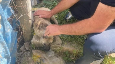 Kafasına Bidon Sıkışan Köpek Kurtarıldı