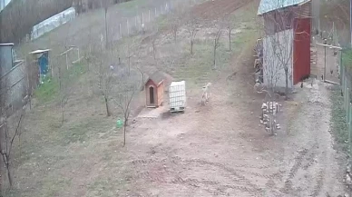 Kangal Köpeği Tilkiyi Kümesten Uzaklaştırdı