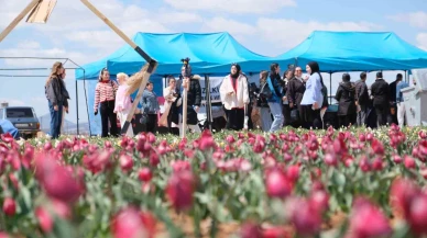 Lale Tarlasında 200 Bin Ziyaretçi Bekleniyor