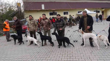 Cins Köpek Yarışması Şampiyonları Belli Oldu