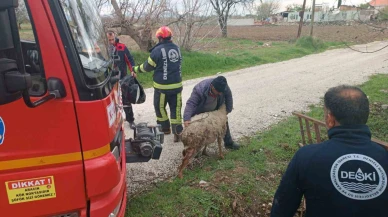 5 Metrelik Kuyuya Düşen Koyun Kurtarıldı