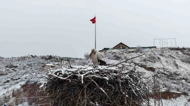 Kar Altında Kalan Leylekler Dronla Görüntülendi