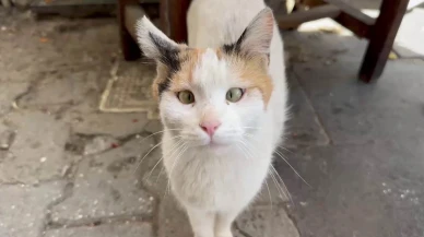 Şaşı Kedi Mahallenin En Popüler Üyesi