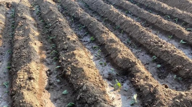 Yazlık Sebze Dönemi Başladı