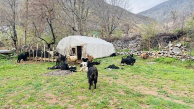 Sokak Köpeklerinin Ağıla Saldırdı: 18 Keçi Telef Oldu
