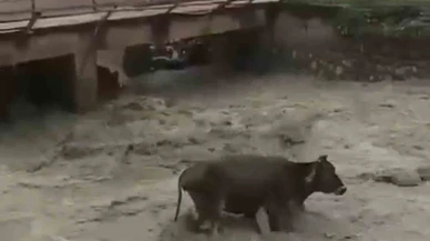 Sel Sularında Mahsur Kalan İnek Kurtarıldı