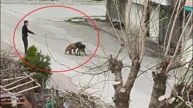 Samsun’da Sokak Köpeklerini Kavga Ettiren Şahıs Kamerada