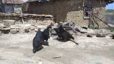 Beslediği Tilki Tavuklarını Yedi