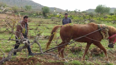 Geleneksel Tarımda At Gücü