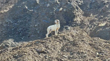 Görme Engelli Köpek Uçurumdan Kurtarıldı