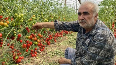 Tarlada 15, Markette 70 TL: Çiftçi Domatesini Dalında Bıraktı
