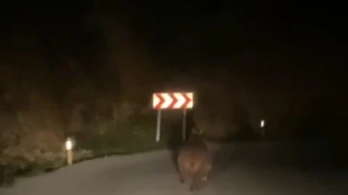 Yolda Ayı Sürprizi Mahallede Domuz Alarmı