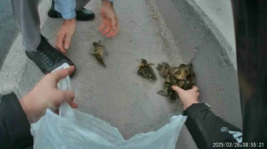 Yavru Ördekler Trafiği Durdu, Sürücüler Kurtardı