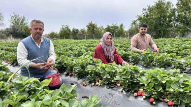 Zirai Donu Ateşle Aştı Çilek Hasadına Başladı