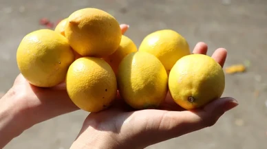 Limon Fiyatı Nisan’da Yüzde 44 Arttı