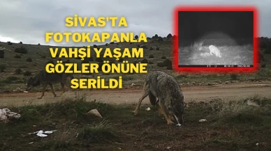 Sivas'ta Fotokapanla Vahşi Yaşam Gözler Önüne Serildi