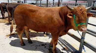 Sivas’ta Kurban Pazarı Bu Yıl Kovalı Mevkii’nde Kurulacak