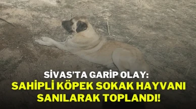 Sivas’ta Garip Olay: Sahipli Köpek Sokak Hayvanı Sanılarak Toplandı!