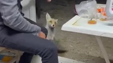 Köyde aç kalan tilkiye insanlar el uzattı