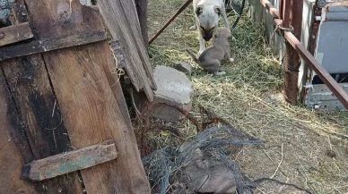 Yavrularını Bekleyen Anne Köpek Gönülleri Isıttı
