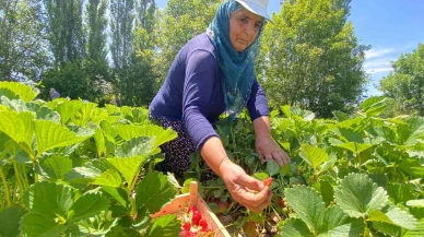 Kuyulu Çileğinde Hasat Başladı