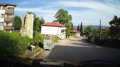 Köpek Tavuğu Kaçırdı, Kamera Kaydetti