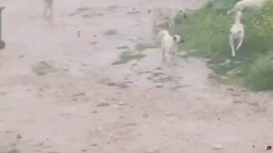 Başıboş Köpekler Çocuğa Saldırdı